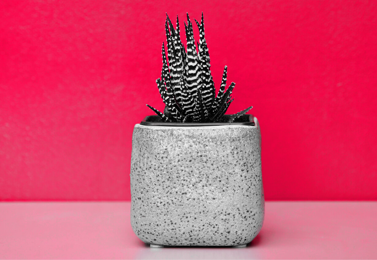 Social Media Video Production Agency